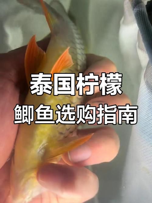 檸檬鯽有哪些常見品種？，檸檬鯽是一種常見的觀賞性改良鯽魚品種對比表，龍魚數量如何選擇