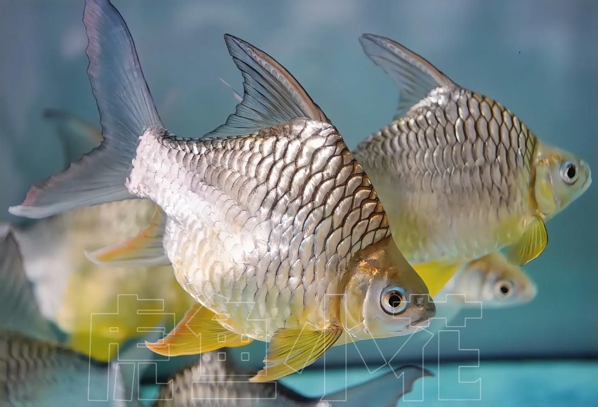 檸檬鯽有哪些常見品種？，檸檬鯽是一種常見的觀賞性改良鯽魚品種對比表，龍魚數量如何選擇