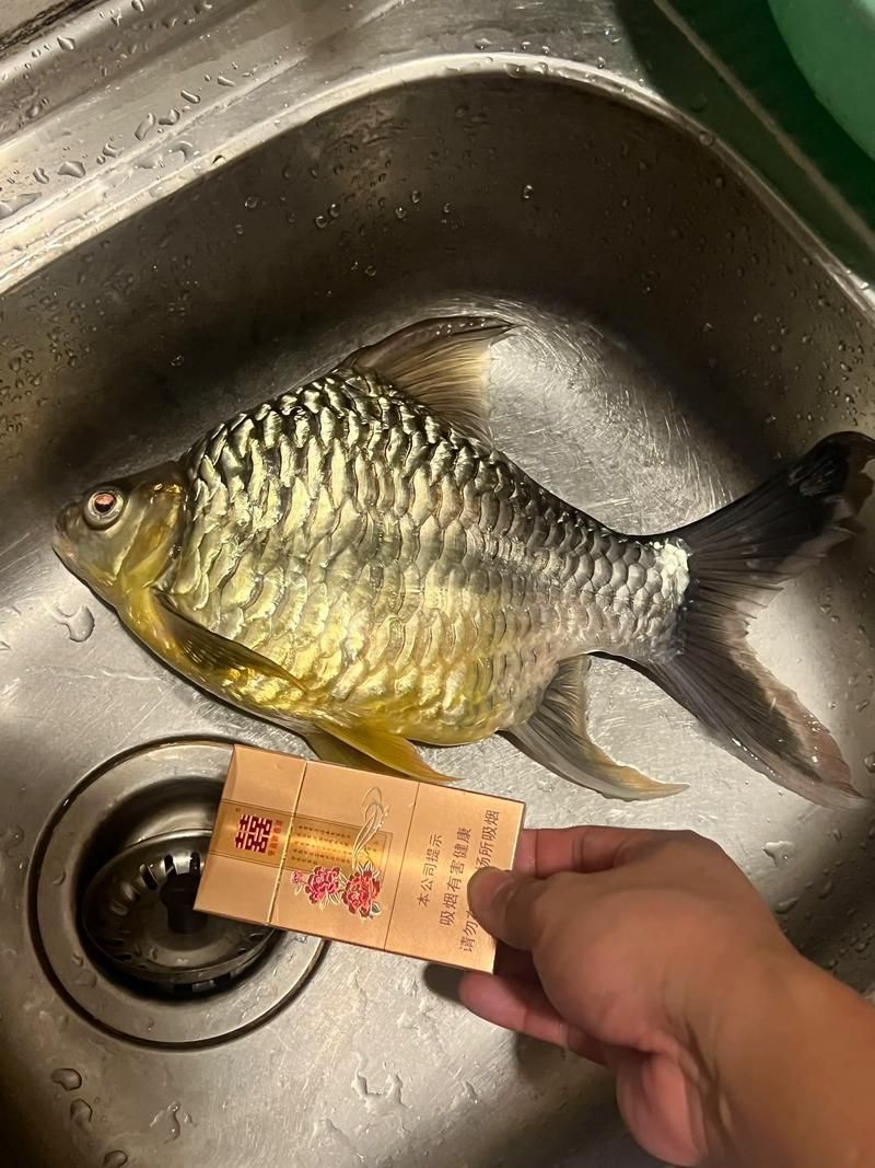 檸檬鯽有哪些常見品種？，檸檬鯽是一種常見的觀賞性改良鯽魚品種對比表，龍魚數量如何選擇