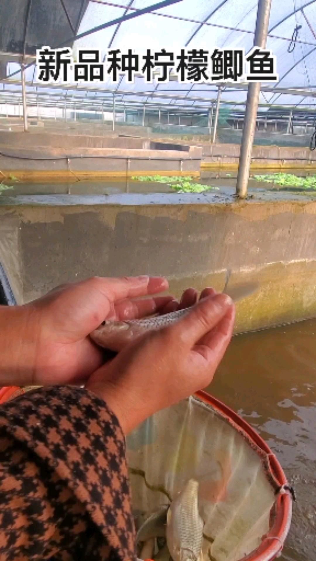檸檬鯽有哪些常見品種？，檸檬鯽是一種常見的觀賞性改良鯽魚品種對比表，龍魚數量如何選擇
