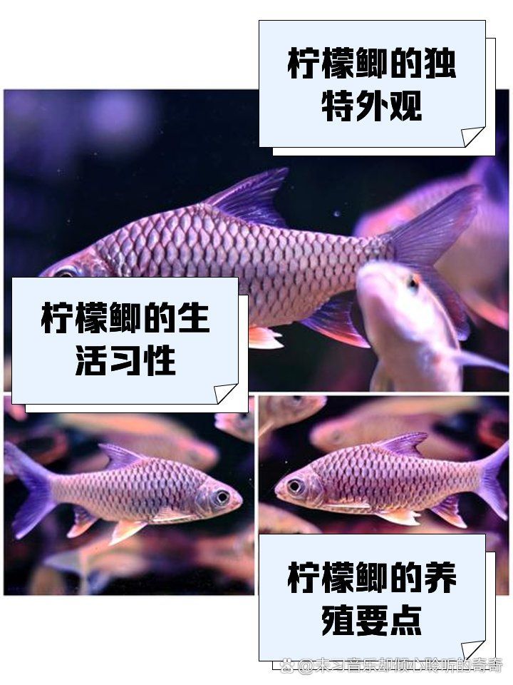 檸檬鯽有哪些常見品種？，檸檬鯽是一種常見的觀賞性改良鯽魚品種對比表，龍魚數量如何選擇