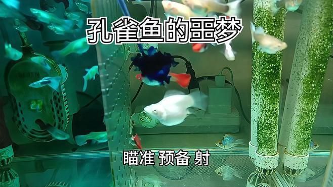 哪些魚(yú)容易得水霉病，哪些魚(yú)容易感染水霉病