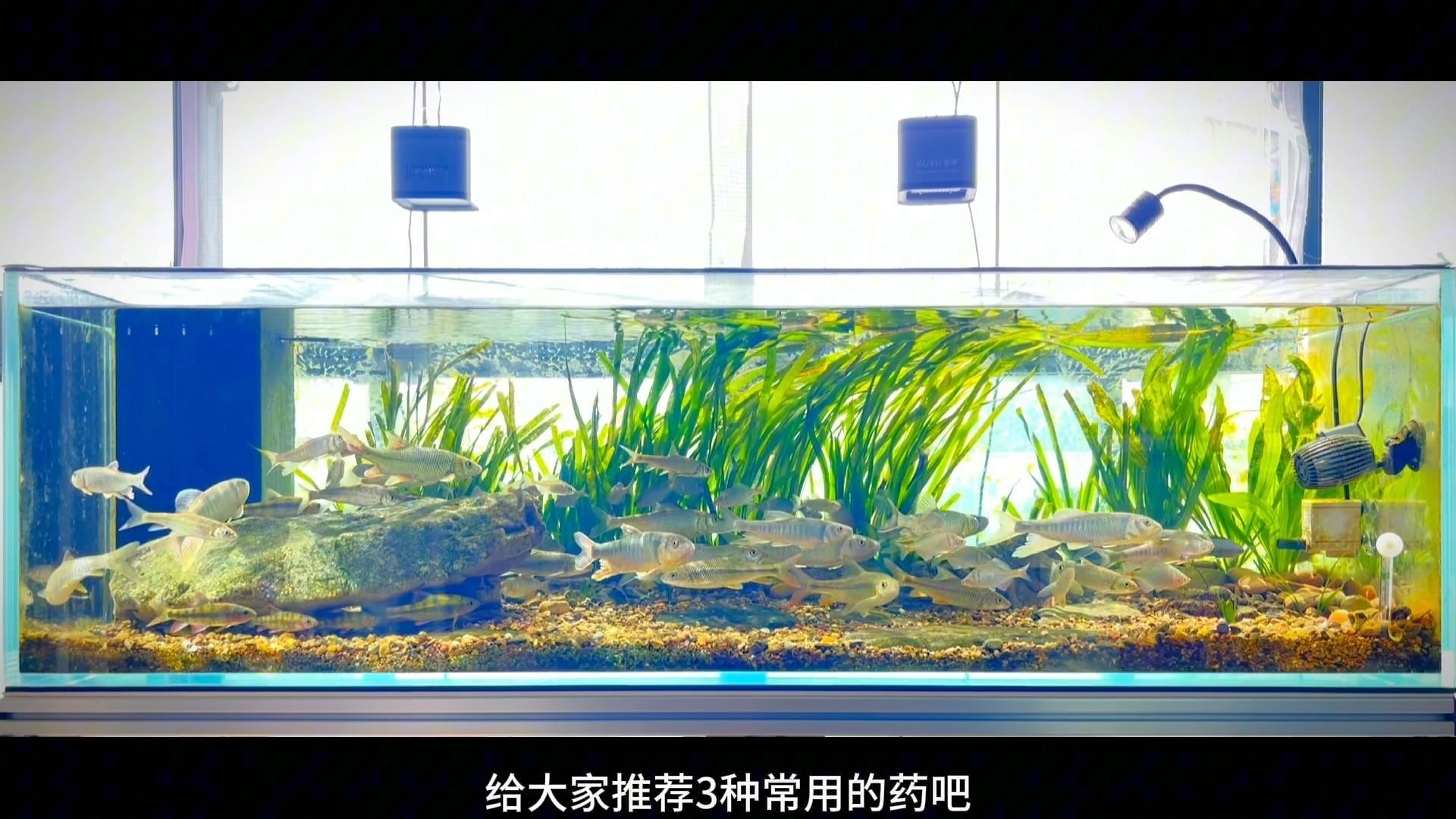 有哪些觀賞魚常用藥物，觀賞魚常用藥物及其用途