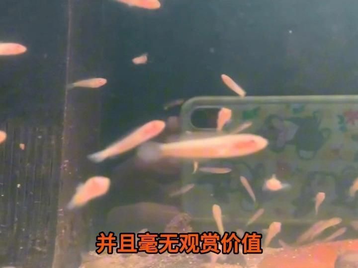 有哪些魚可以與雷龍魚混養(yǎng)，與雷龍魚混養(yǎng)的魚類