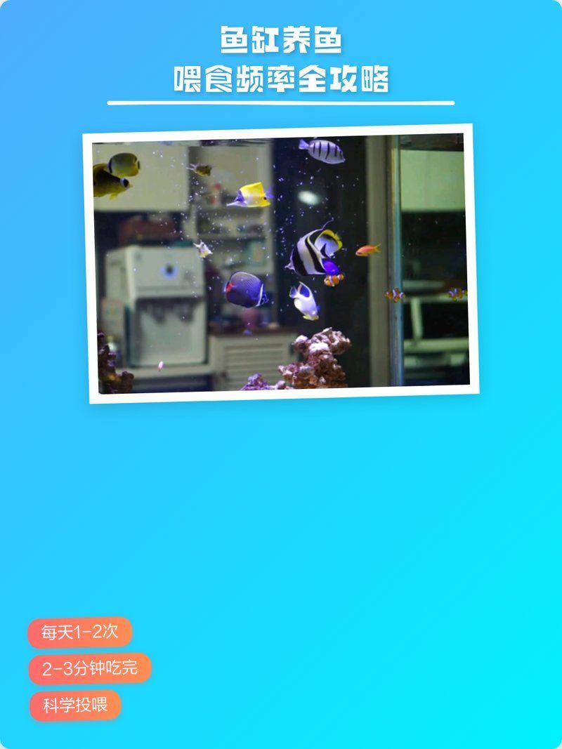 魚缸養魚有哪些注意事項，魚缸養魚不是“喂食+換水”那么簡單