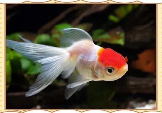 有哪些藥物可以治療金魚外傷，金魚外傷怎么辦