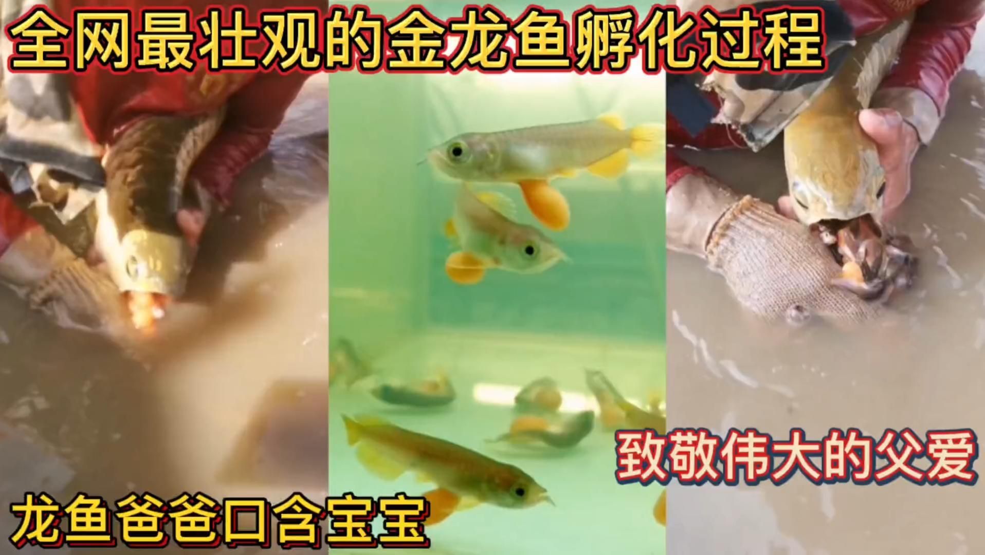 1000萬金龍魚的繁殖過程是怎樣的？，1000萬金龍魚的繁殖過程