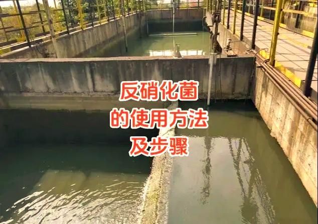 如何正確使用魚缸益生菌？，如何正確使用魚缸益生菌