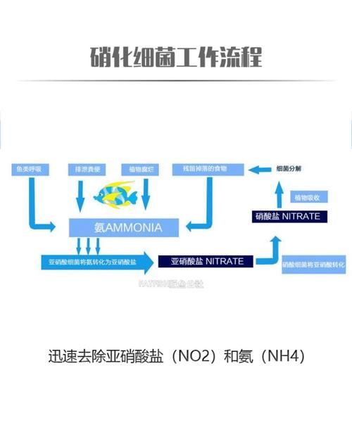 如何正確使用魚缸益生菌？，如何正確使用魚缸益生菌