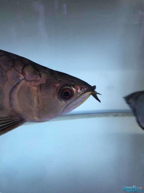 能提供龍魚嘴上長肉瘤的圖片嗎？，龍魚嘴上長肉瘤怎么辦？