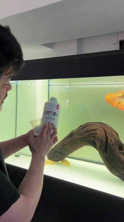 能提供龍魚嘴上長肉瘤的圖片嗎？，龍魚嘴上長肉瘤怎么辦？