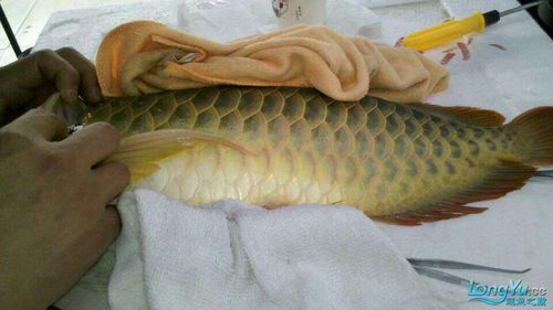 能提供龍魚嘴上長肉瘤的圖片嗎？，龍魚嘴上長肉瘤怎么辦？