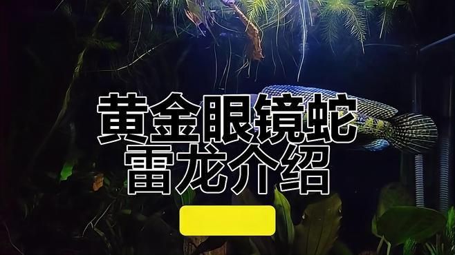 如何辨別野生雷龍魚的品種，如何辨別野生雷龍魚品種
