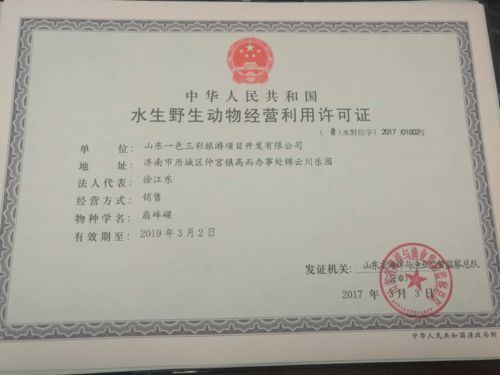 如何判斷龍魚是否來源正規？，如何判定龍魚是否來源正規