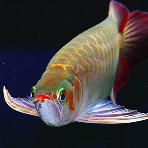 過背金龍魚和金頭金龍魚哪個更貴，金頭金龍魚和過背金龍魚哪個更貴