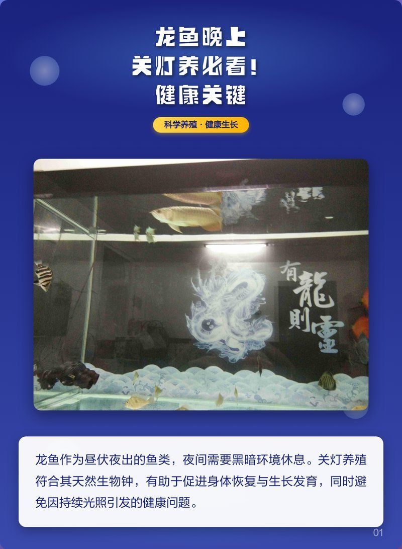晚上開(kāi)燈會(huì)影響龍魚(yú)健康嗎？，晚上開(kāi)燈會(huì)影響龍魚(yú)的健康嗎？
