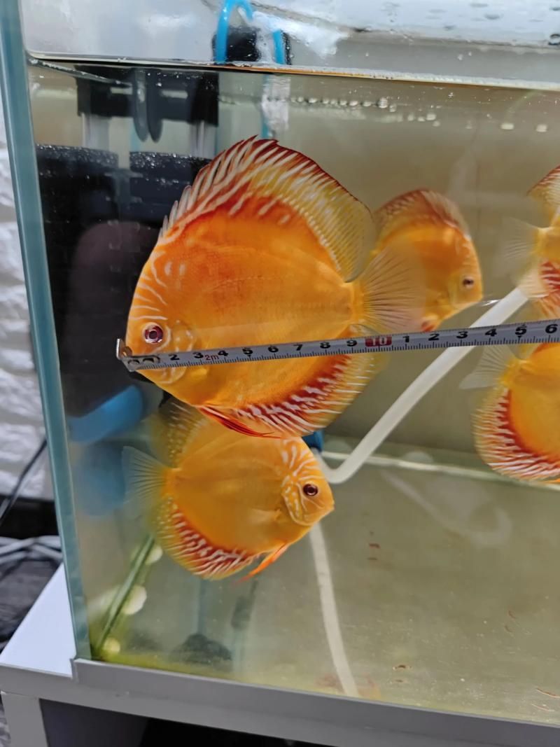 金赤龍魚有哪些品種？，金赤龍魚品種對比表，幫你一眼看懂金赤龍魚的價格范圍
