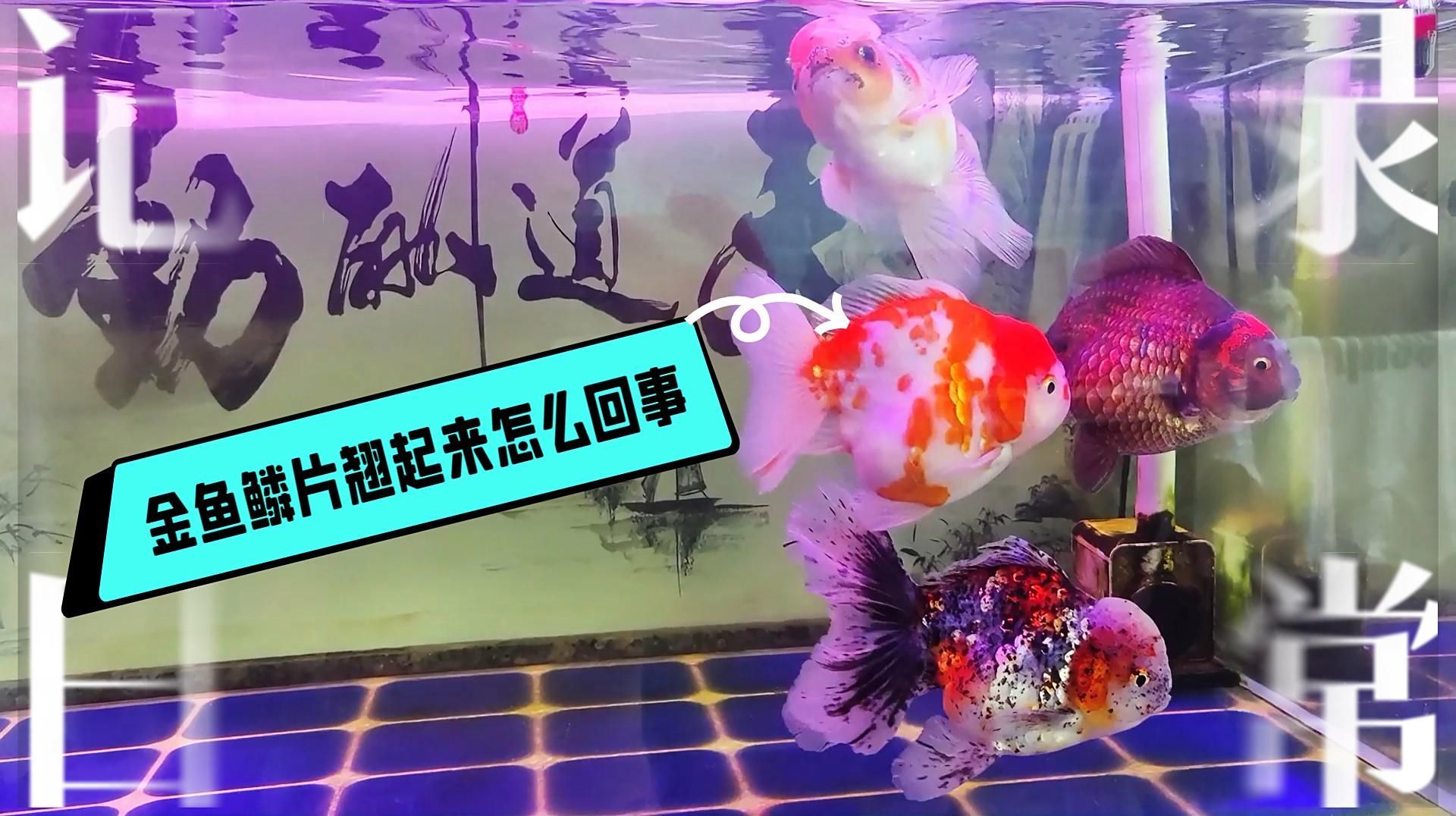 金魚炸鱗病能活多久，金魚炸鱗病能活多久金魚炸鱗病一旦發(fā)展到明顯癥狀階段