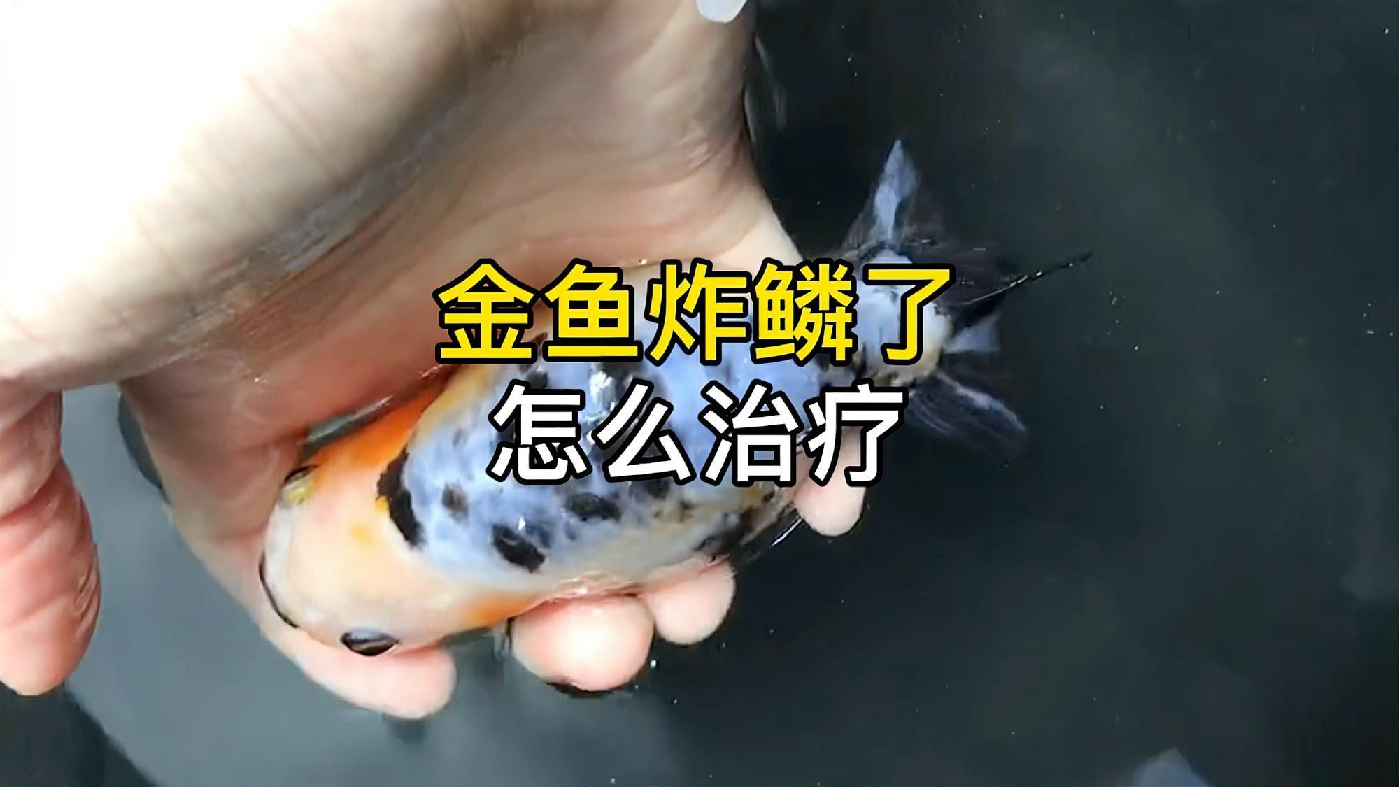 金魚炸鱗病能活多久，金魚炸鱗病能活多久金魚炸鱗病一旦發展到明顯癥狀階段