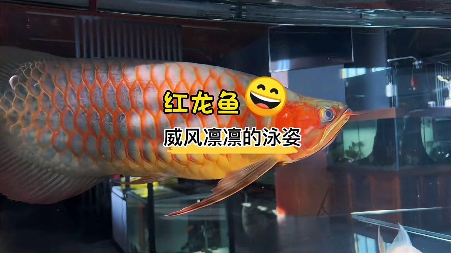 紅龍魚視頻，紅龍魚的飼養與管理