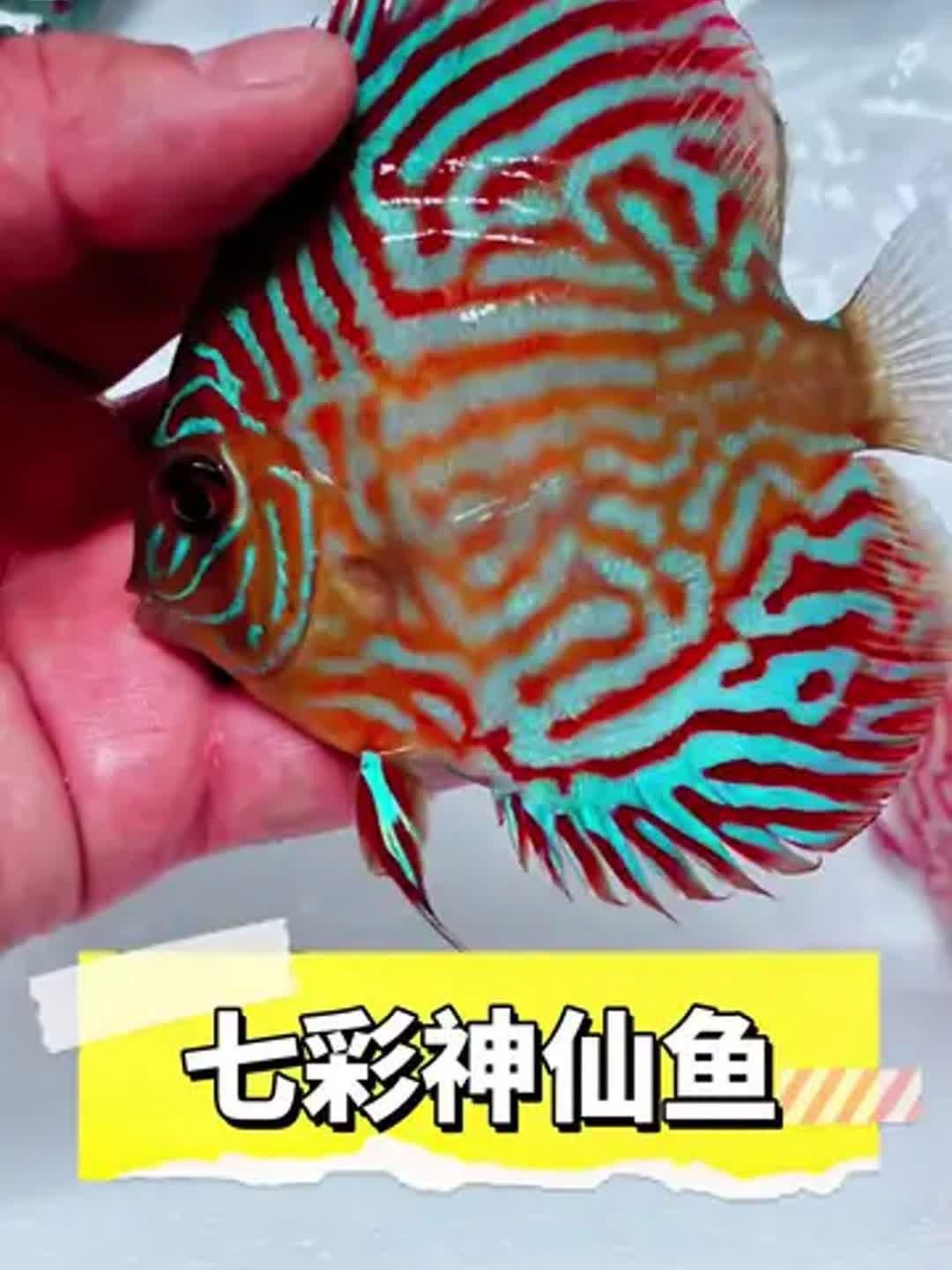 有沒有更多風水魚的品種介紹，七彩神仙魚應該這樣養，養好世界上最難養、最漂亮的魚