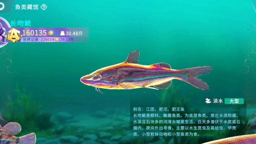 淮上龍魚有哪些獨特的品種？