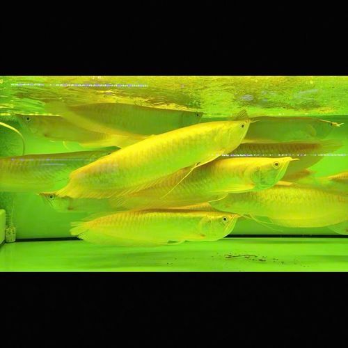 40公分過背金龍魚價格，40公分過背金龍魚多久發色