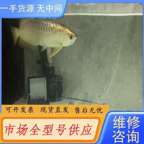 40公分過背金龍魚價格，40公分過背金龍魚多久發色
