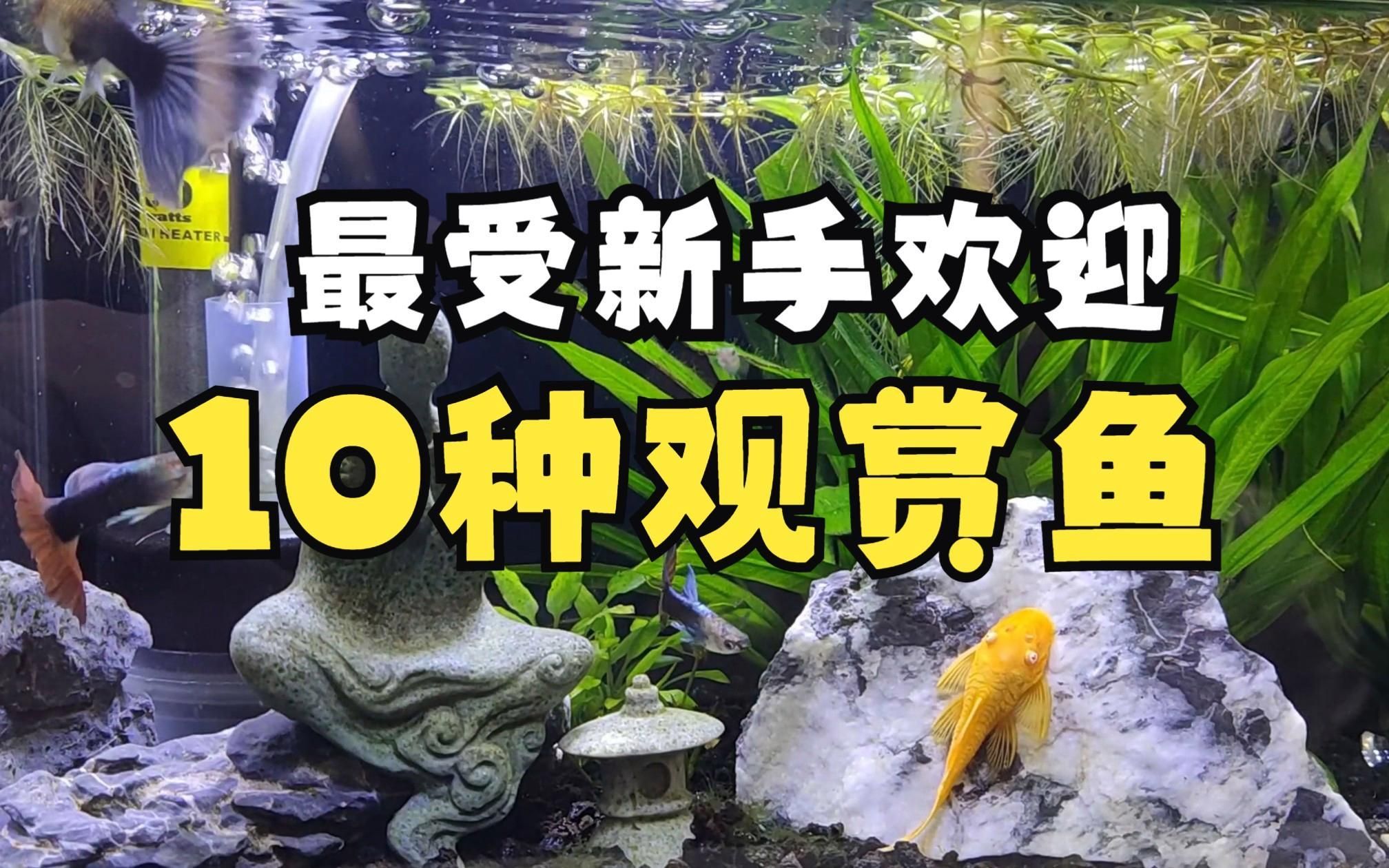 如何選擇適合初學者的觀賞魚，新手如何選擇適合自己的觀賞魚
