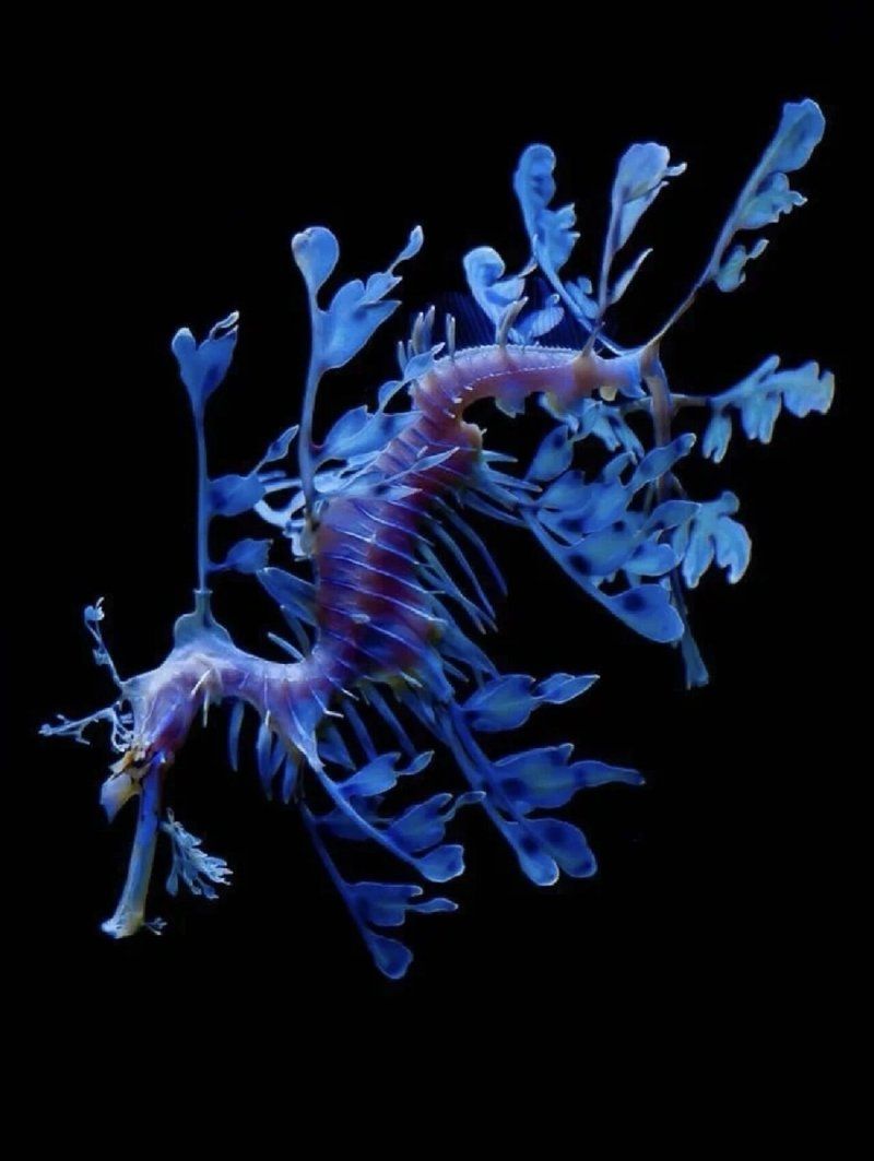 如何區(qū)分海龍魚和海馬？，如何區(qū)分海龍魚和海馬,海龍魚和海馬對(duì)比圖解清單