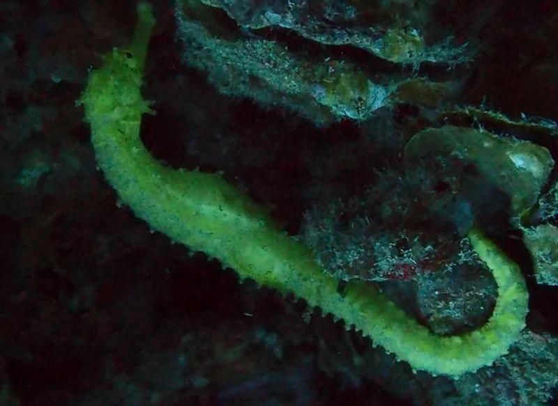 如何區(qū)分海龍魚和海馬？，如何區(qū)分海龍魚和海馬,海龍魚和海馬對(duì)比圖解清單