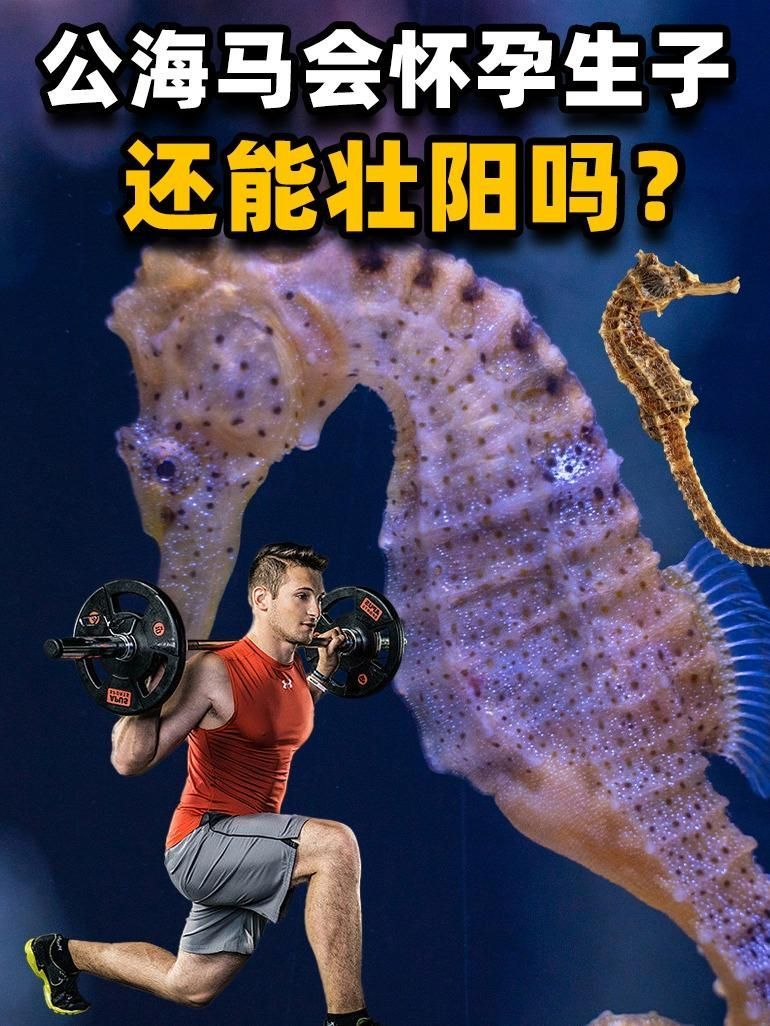 如何區(qū)分海龍魚和海馬？，如何區(qū)分海龍魚和海馬,海龍魚和海馬對(duì)比圖解清單
