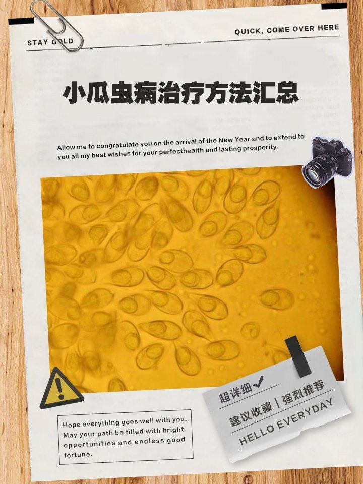 哪種藥物治療龍魚疾病最有效？，哪種藥物治療龍魚疾病最有效