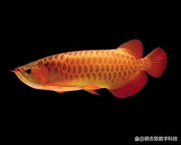 祥龍魚場是否提供金龍魚圖片？，如何辨別祥龍魚場的龍魚真偽？