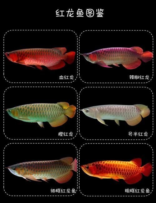 紅龍魚等級劃分有哪些標準，——紅龍魚等級劃分有哪些標準