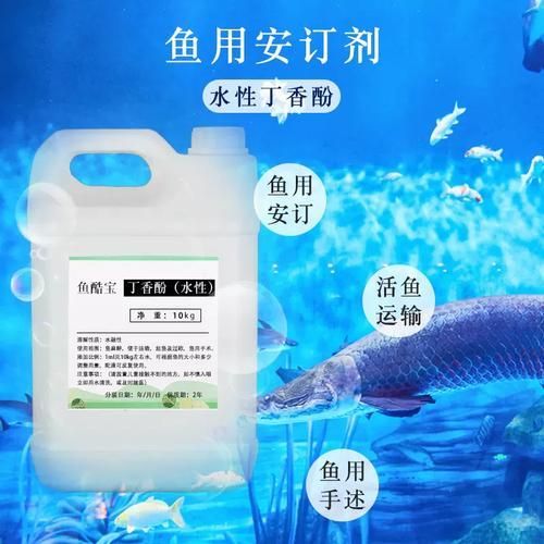 觀賞魚龍魚外用專用鎮定劑哪個品牌最好？，觀賞魚龍魚外用專用鎮定劑哪個品牌最好觀賞魚龍魚鎮定劑使用指南