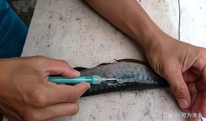 如何辨別祥龍魚場高端龍魚的真偽？