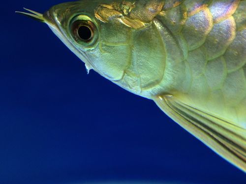 能提供一些龍魚頭部撞傷的圖片嗎，如果龍魚頭部受傷，首先要確保它不會窒息，