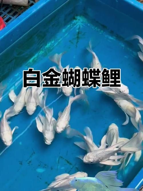 蝴蝶鯉和祥龍魚場的關系，蝴蝶鯉與祥龍魚場的關系