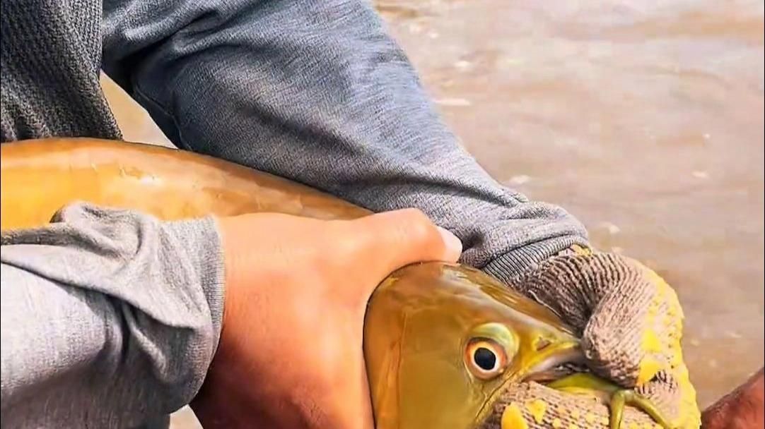 能否提供更多關于金龍魚繁殖的信息，金龍魚的繁殖過程