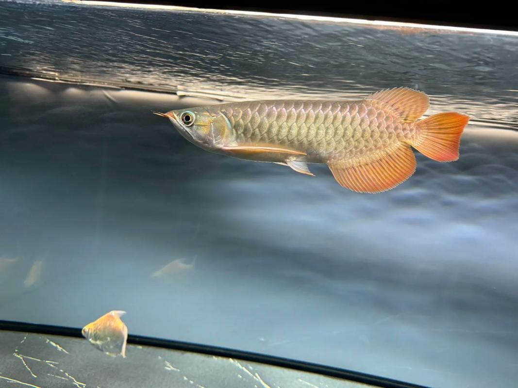 如何挑選優質紅龍魚幼苗