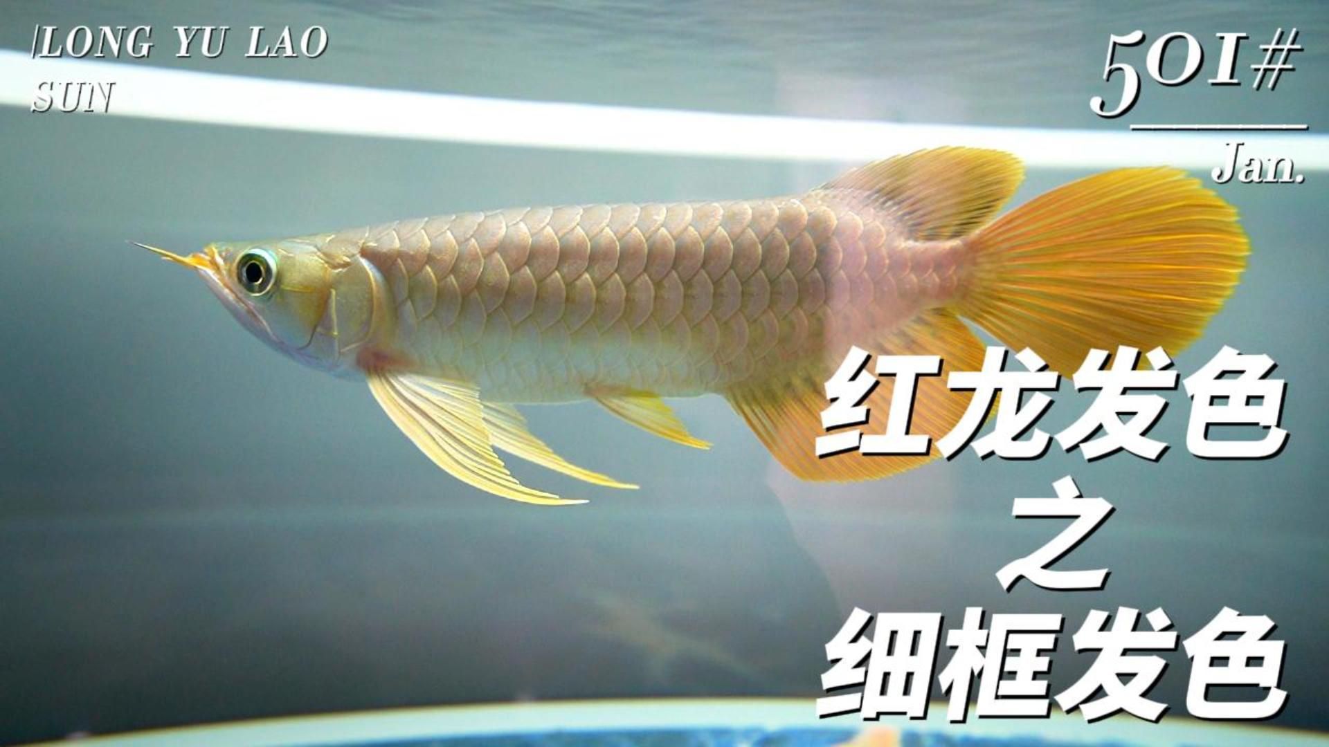 紅龍魚發(fā)色技巧有哪些？，紅龍魚發(fā)色技巧主要包括以下幾點：水質管理至關重要