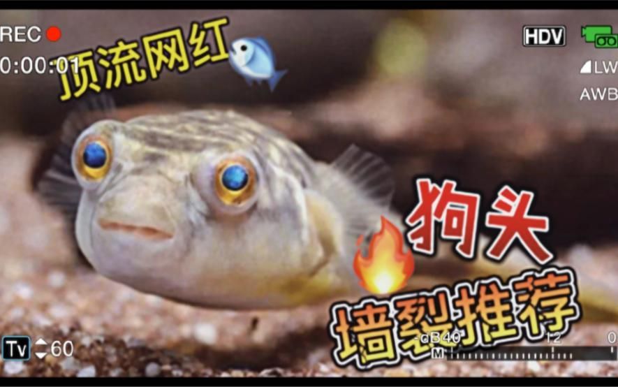 如何辨別狗頭魚的品種？，如何辨別狗頭魚品種