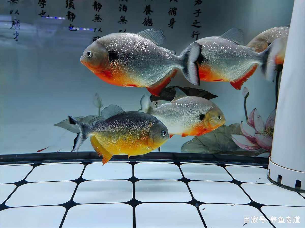 魚糧的投喂技巧有哪些？