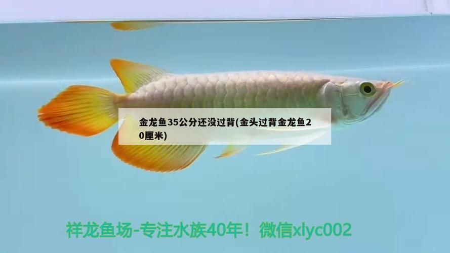 給我推薦幾條20厘米左右的金龍魚品種，20厘米左右的金龍魚品種