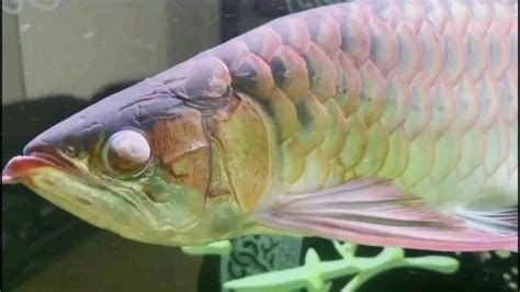 龍魚眼睛白絮狀物會自行消失嗎？，龍魚眼睛出現白絮狀物會自行消失嗎龍魚眼睛白絮狀物會自行消失嗎