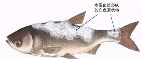 龍魚眼睛白絮狀物會自行消失嗎？，龍魚眼睛出現白絮狀物會自行消失嗎龍魚眼睛白絮狀物會自行消失嗎
