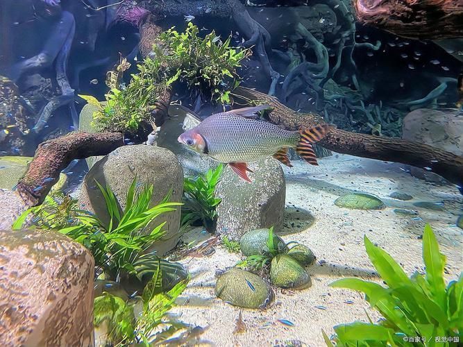 祥龍魚場有實景缸圖片嗎？