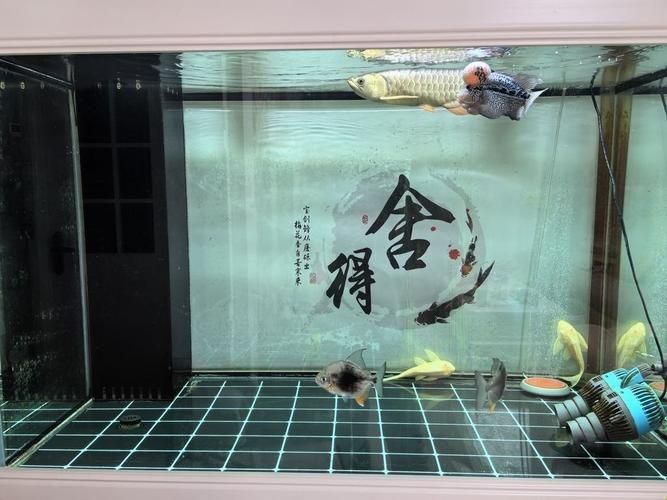 祥龍魚場有實景缸圖片嗎？