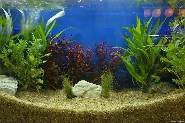 祥龍魚場有實景缸圖片嗎？